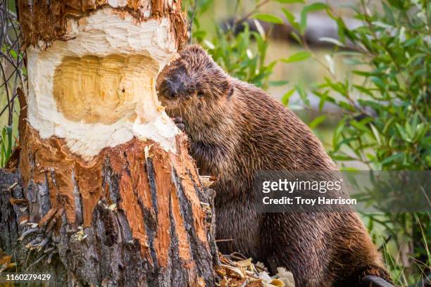 beaver chewing through tree - kauwen stockfoto's en -beelden