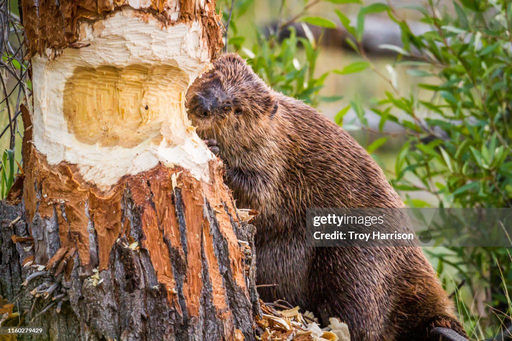 Beaver Tree beaver-tree