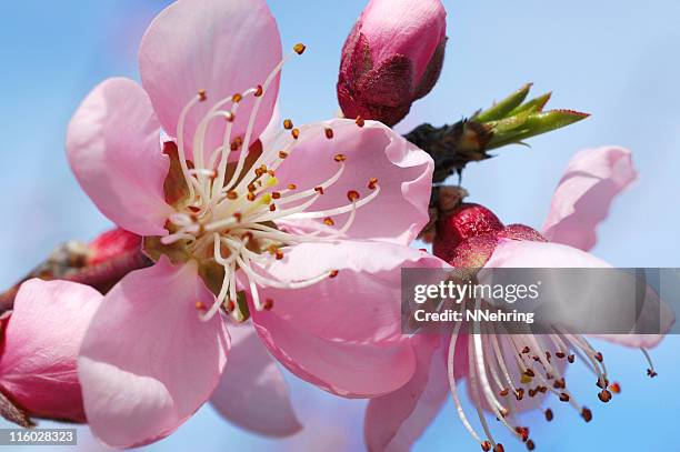 fiori di pesco prunus persica, - fiore di pesco foto e immagini stock