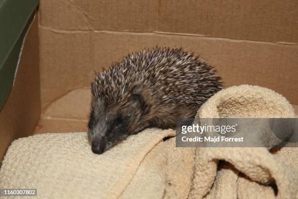 baby hedgehog - baby porcupines stockfoto's en -beelden