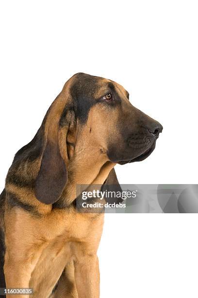 sabueso - blood hound isolated fotografías e imágenes de stock