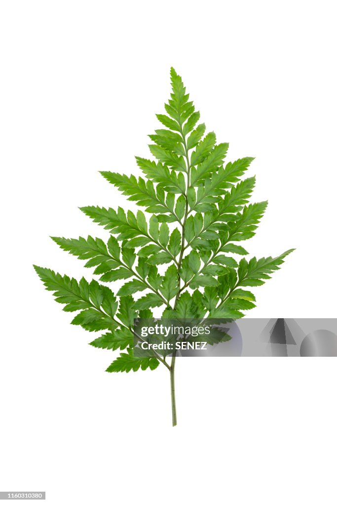 Close up of Fern Leaf, white background, Studio Shot