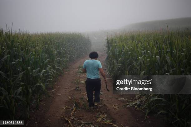 Worker carries a hatchet through a burley tobacco field during a harvest at a farm in Shelbyville, Kentucky, U.S., on Wednesday, July 31, 2019....