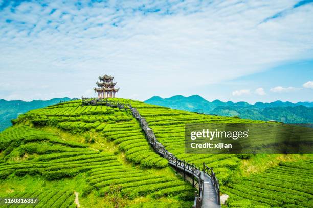 plantações de chá - tea crop - fotografias e filmes do acervo