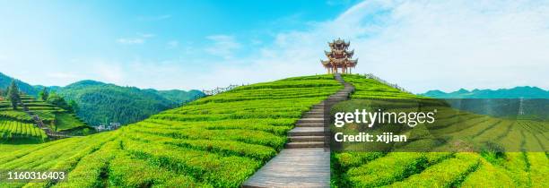 tea plantation - india landscape stock pictures, royalty-free photos & images