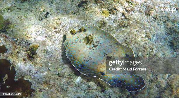 peacock flounder (bothus lunatus) - flounder stock pictures, royalty-free photos & images