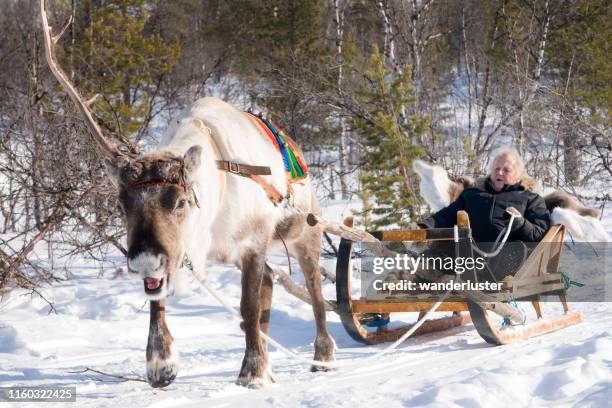 reindeer sledding fun - sami stock pictures, royalty-free photos & images
