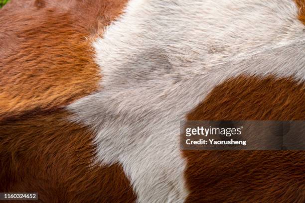 cow fur skin texture - pele de animal imagens e fotografias de stock
