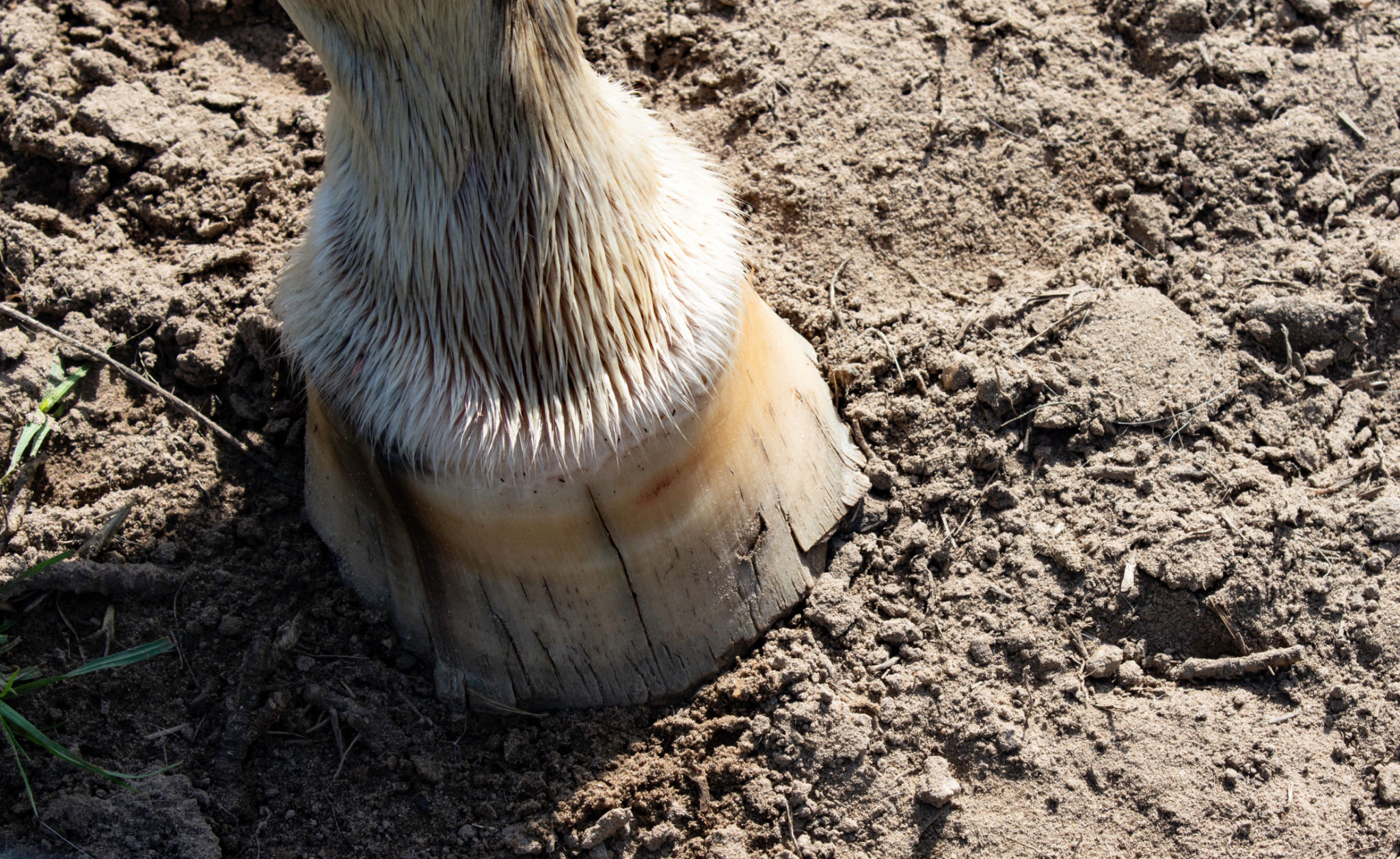 horse hoof trimming