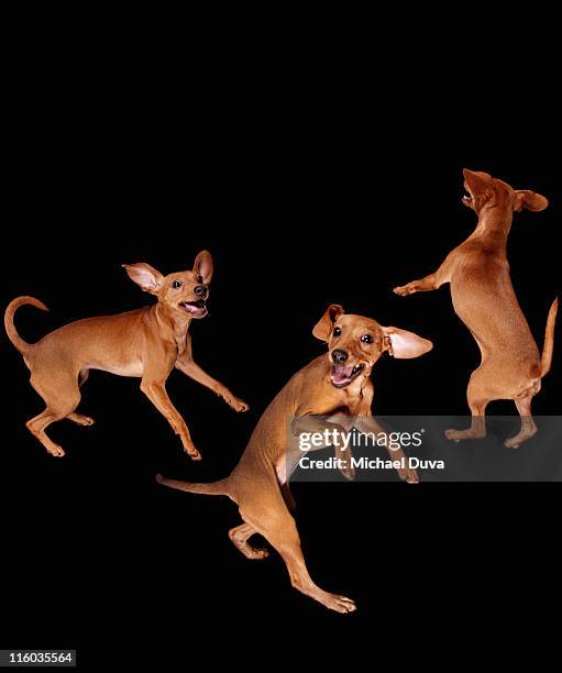 studio shot of a miniature pinscher on black - pincher bildbanksfoton och bilder