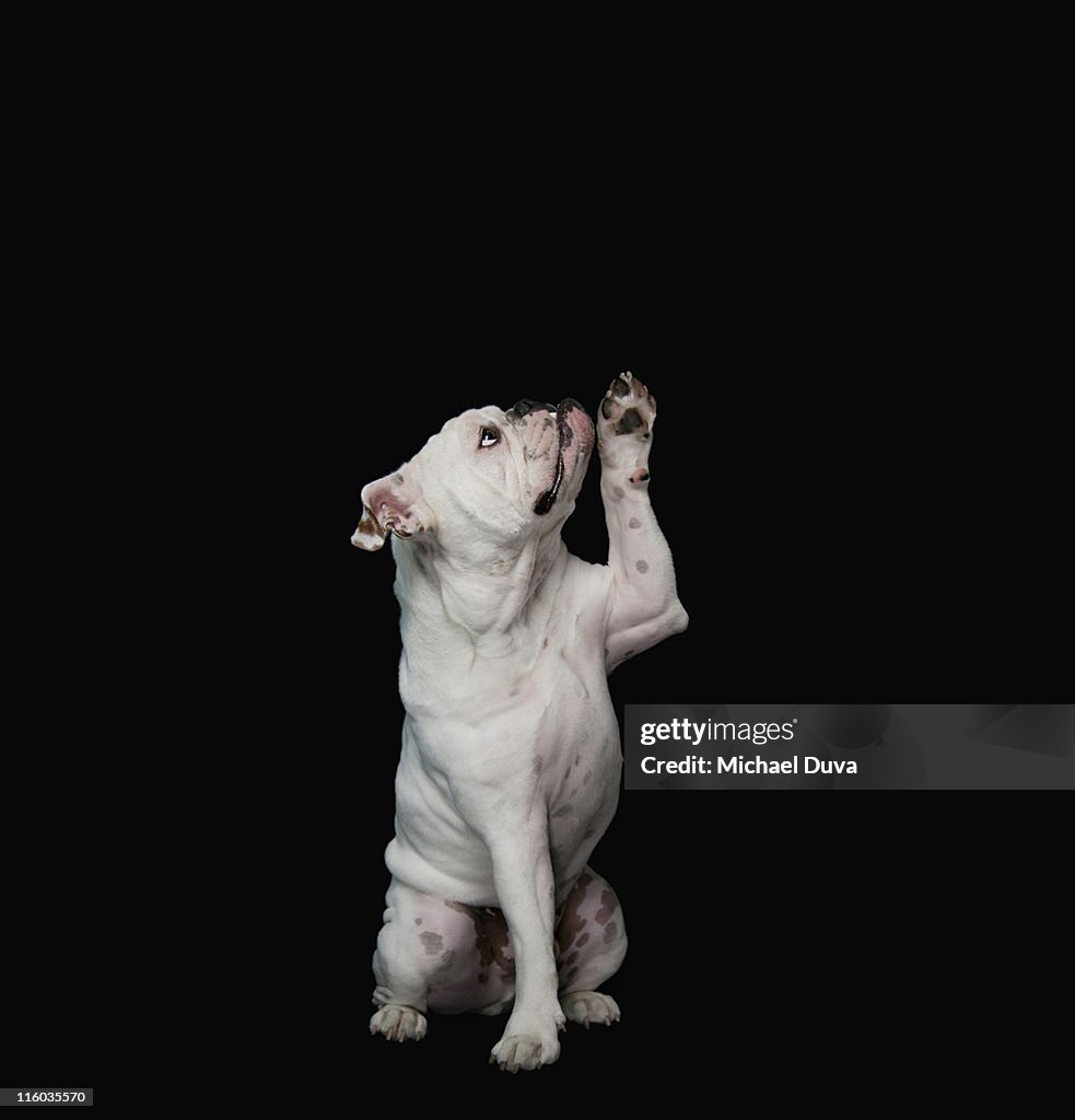 White english bulldog studio shot black background