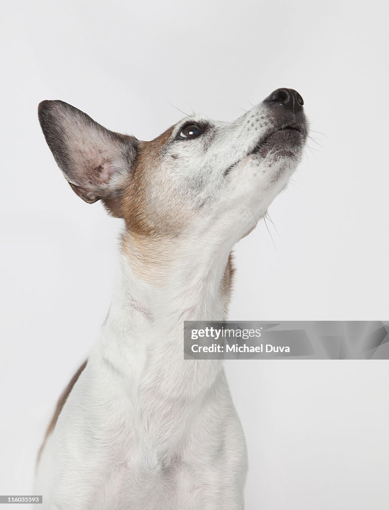 Studio shot of a Jack Russel Terrier on white