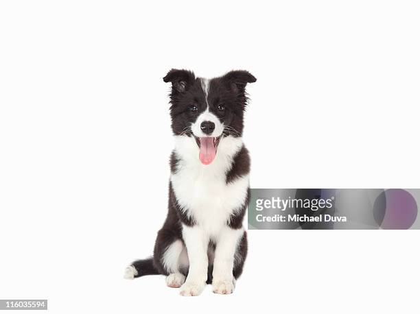 studio shot of border collie on white background - dog sitting stock pictures, royalty-free photos & images
