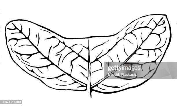 passiflora biflora (crescent-leaved passionflower, passiflora lunata) leaf - birch pattern stock illustrations