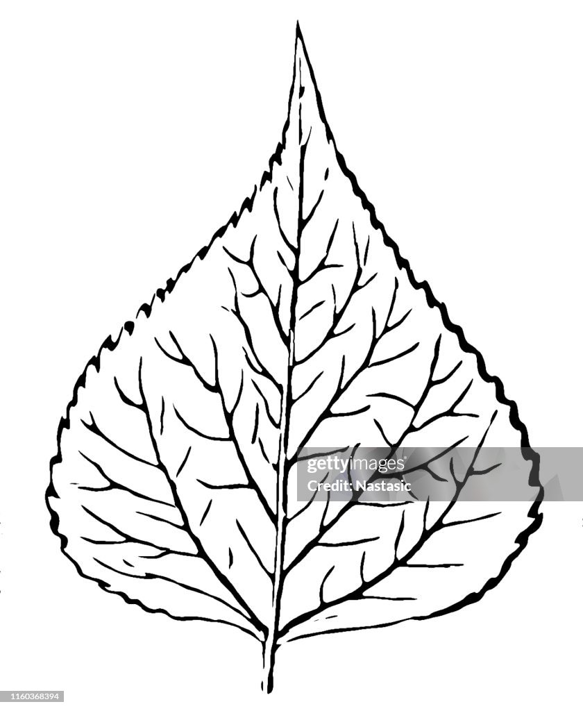 Populus nigra, the black poplar Leaf