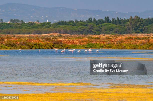 wild flamingos - algarve stock pictures, royalty-free photos & images