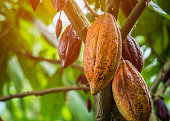 The cocoa tree with fruits. Yellow and green Cocoa pods grow on the tree, cacao plantation in village Nan Thailand.