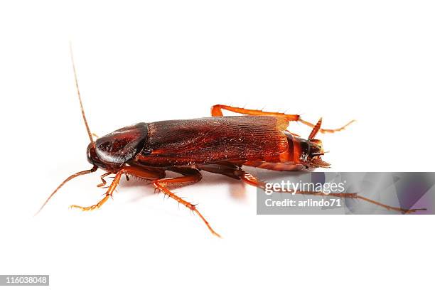 cockroach 01 - cockroaches stock pictures, royalty-free photos & images