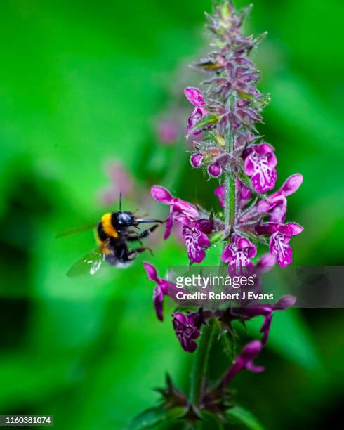 bumble bee collecting nectar from flowers. - foxglove stock pictures, royalty-free photos & images