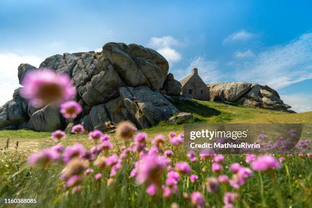 les caraïbes de bretagne en été : fleurs à meneham - brest brittany stock pictures, royalty-free photos & images