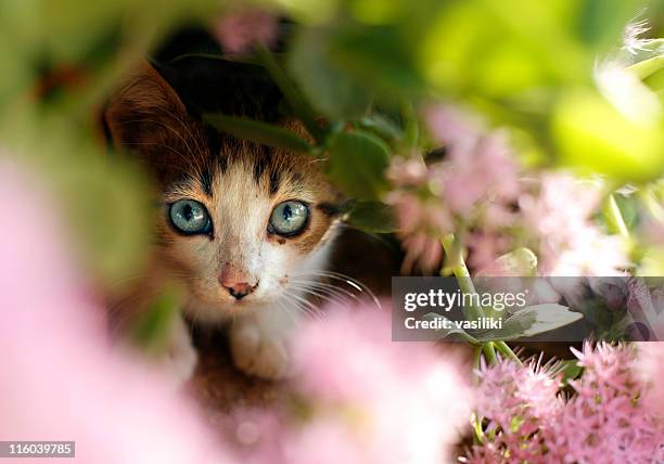 kitten hiding behind flowers in the garden - flower bed stock pictures, royalty-free photos & images