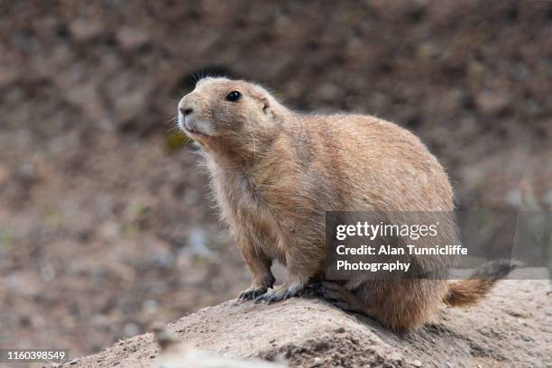 black-tailed prairie dog standing on a rock - black tailed prairie dog stock pictures, royalty-free photos & images