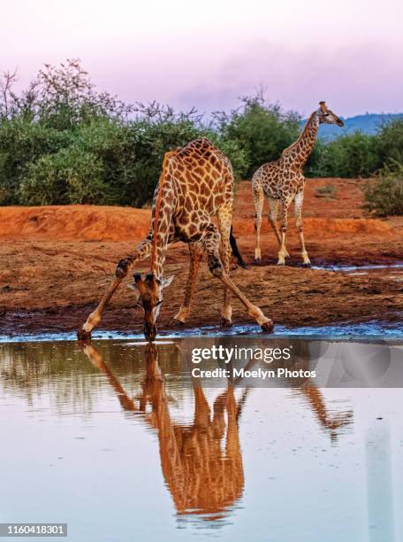 giraffe drinking at the waterhole-golden hour - girafa da áfrica do sul girafa - fotografias e filmes do acervo