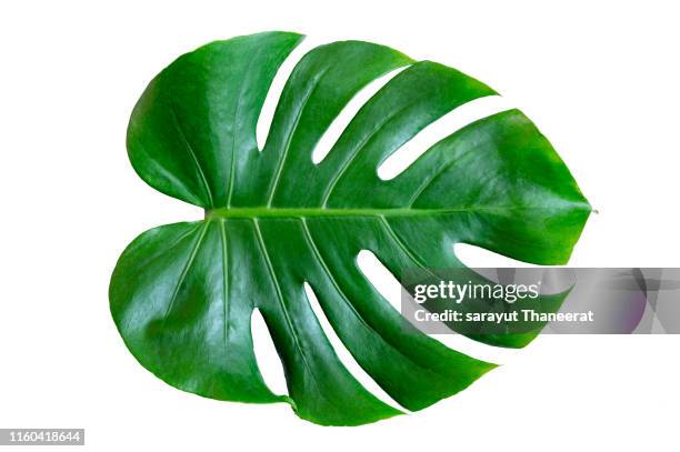 monstera leaves leaves with isolate on white background leaves on white - tropical leaves stock-fotos und bilder