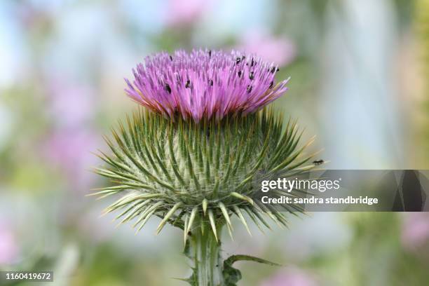 a beautiful cotton or scotch thistle, onopordon, onopordon acanthium, flower growing in a field in the uk. - eselsdistel stock-fotos und bilder