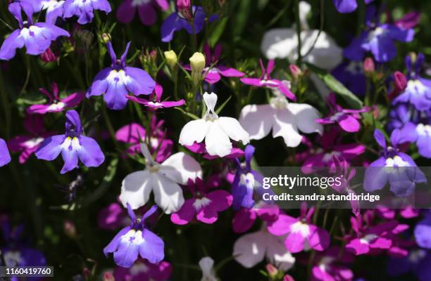 a mixture of colours of lobelia,  erinus, flowering plants growing in a garden in the uk in summer. - lobelia stock pictures, royalty-free photos & images