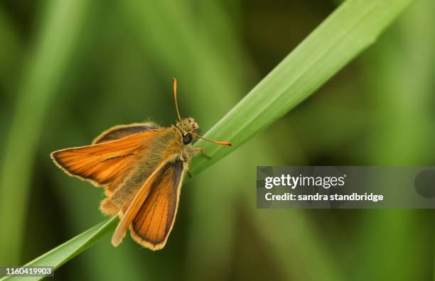 a stunning small skipper butterfly, thymelicus sylvestris, perching on a blade of grass. - hesperiidae stock pictures, royalty-free photos & images