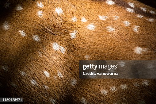 Deer skin texture Deer skin texture