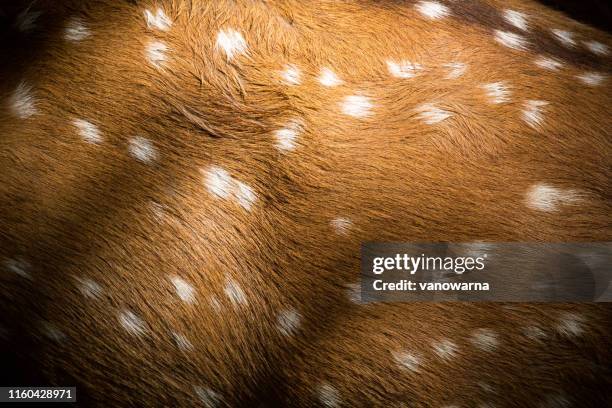 deer skin texture - animal close up stockfoto's en -beelden