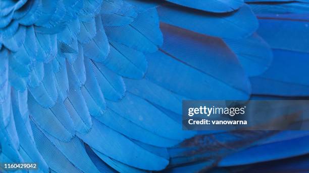 blue macaw wing texture - blue and yellow macaws stock-fotos und bilder