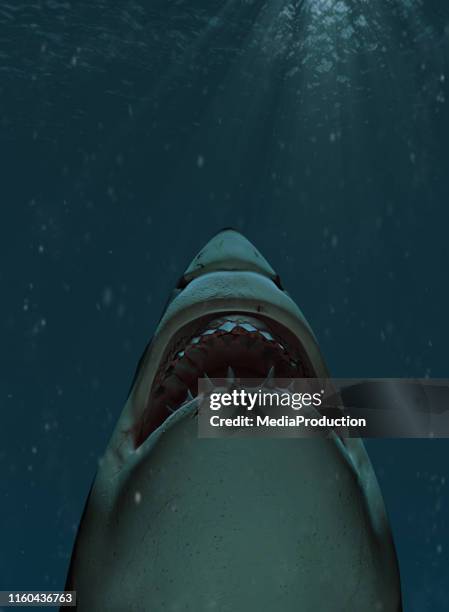hai schwimmt mit offenem mund an die oberfläche - shark teeth stock-fotos und bilder