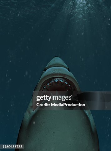Shark swimming towards the surface with mouth open