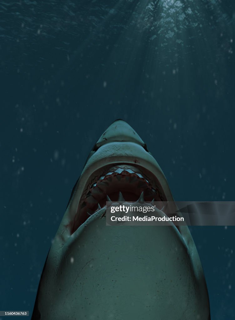 Shark swimming towards the surface with mouth open