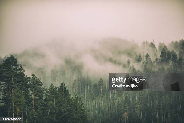 fog and clouds on mountain - woodland stock pictures, royalty-free photos & images