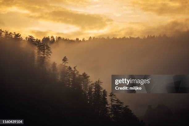 nebelwald auf dem berg bei sonnenuntergang - tarta stock-fotos und bilder