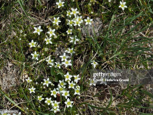 Spring Sandwort 235 Sandwort Stock Photos, High-Res Pictures, and Images - Getty Images