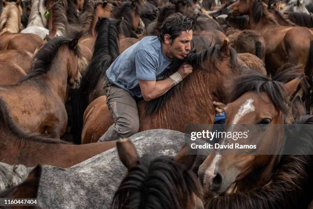 An aloitador tries to tame a wild horse during the rapa das bestas on July 06, 2019 in Pontevedra, Spain. During the more than 400-year-old festival,...
