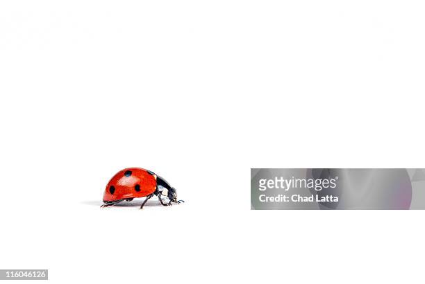 ladybug on white background - coccinella stockfoto's en -beelden