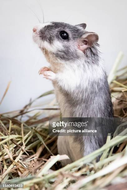 August 2019, Hamburg: The Mongolian gerbil "Gerda" stands in a cage in the Hamburg animal shelter. The animal shelter on Süderstraße is bustling...
