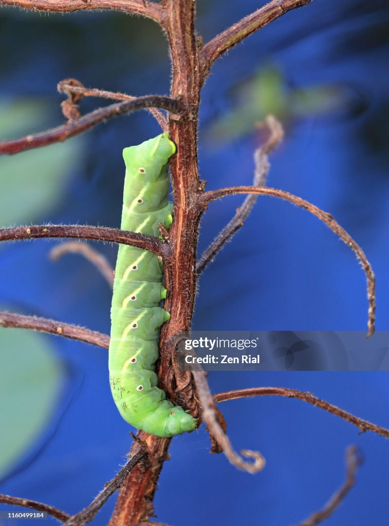 A large green caterpillar on a bare branch in