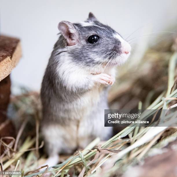 August 2019, Hamburg: The Mongolian gerbil "Gerda" sits in a cage in the Hamburg animal shelter. The animal shelter on Süderstraße is bustling after...