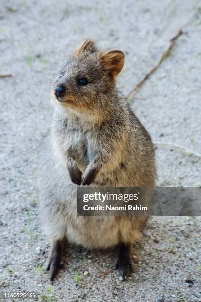 cute quokka standing with paws in front - rottnest island, perth, western australia - quokka stock-fotos und bilder