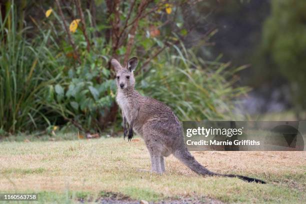 kangaroo joey standing in the rain - thisisaustralia kangaroo stock pictures, royalty-free photos & images