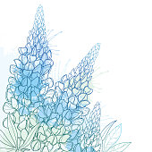 Vector corner bouquet of outline Lupin or Lupine or Texas Bluebonnet flower bunch, bud and ornate leaf in pastel blue isolated on white background.