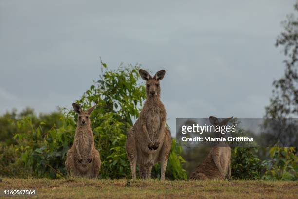 three wet kangaroos on a hill - thisisaustralia kangaroo stock pictures, royalty-free photos & images