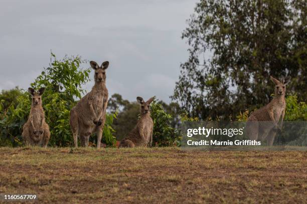 four kangaroos on a hill - thisisaustralia kangaroo stock pictures, royalty-free photos & images
